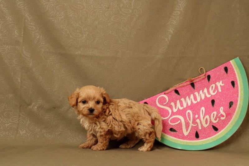 puppy, for, sale, Maltipoo, Matthew B. Stoltzfus, dog, breeder, Gap, PA, dog-breeder, puppy-for-sale, forsale, nearby, find, puppyfind, locator, puppylocator, aca